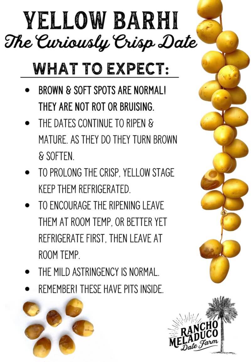 Fresh Yellow Barhi Dates - limited time only! Special end of Season Sale Price.